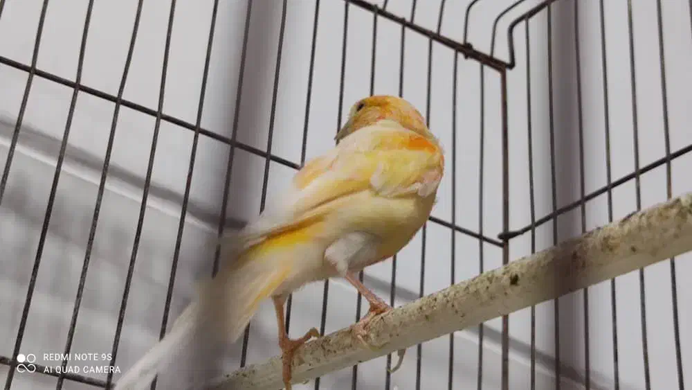 فروش قناری سرخ و شتری سرخ و پرتقالی|پرنده|مرودشت, بیست متری بیمارستان|دیوار