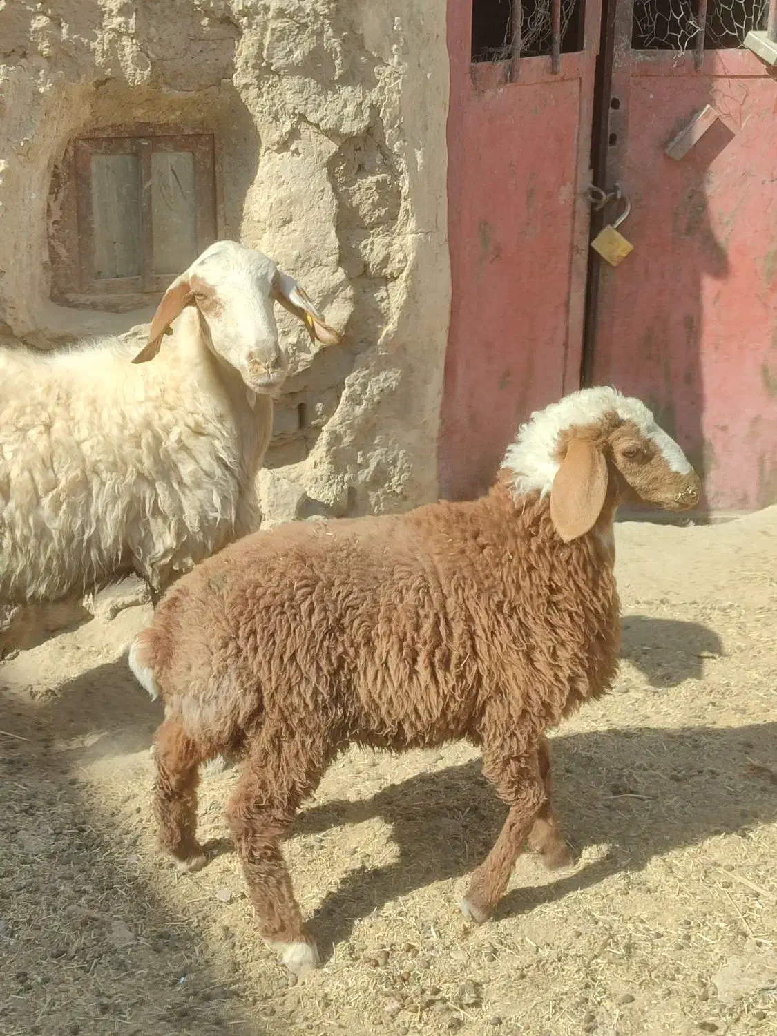 میش وبره ماده اش|حیوانات مزرعه|زاهدان, |دیوار