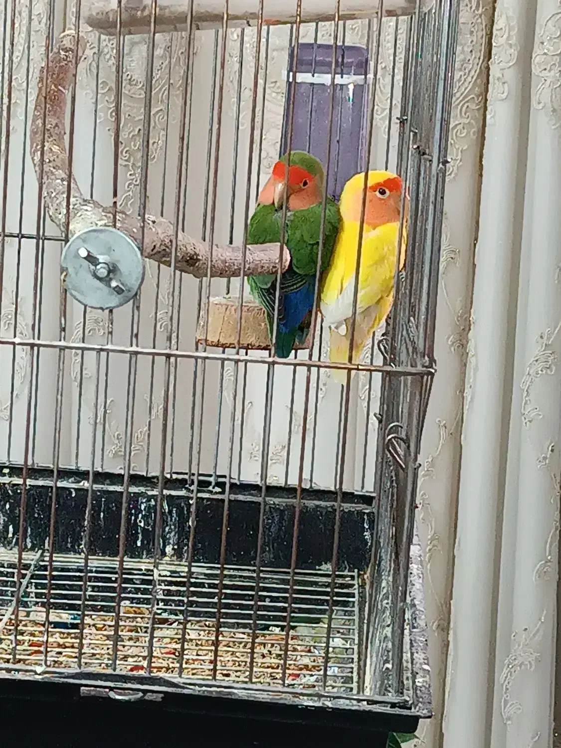 طوطی برزیلی مولد|پرنده|پاکدشت, پاکدشت (مامازند)|دیوار