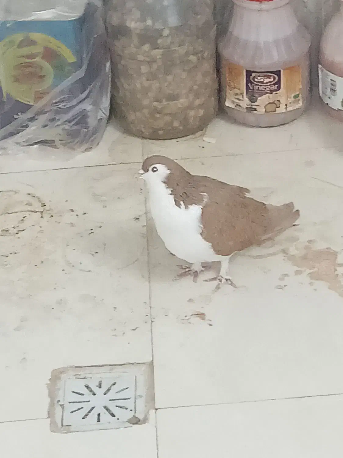 کفتر،کبوترساده زردکرمونی|پرنده|تربتحیدریه, بی بی حسنیه|دیوار