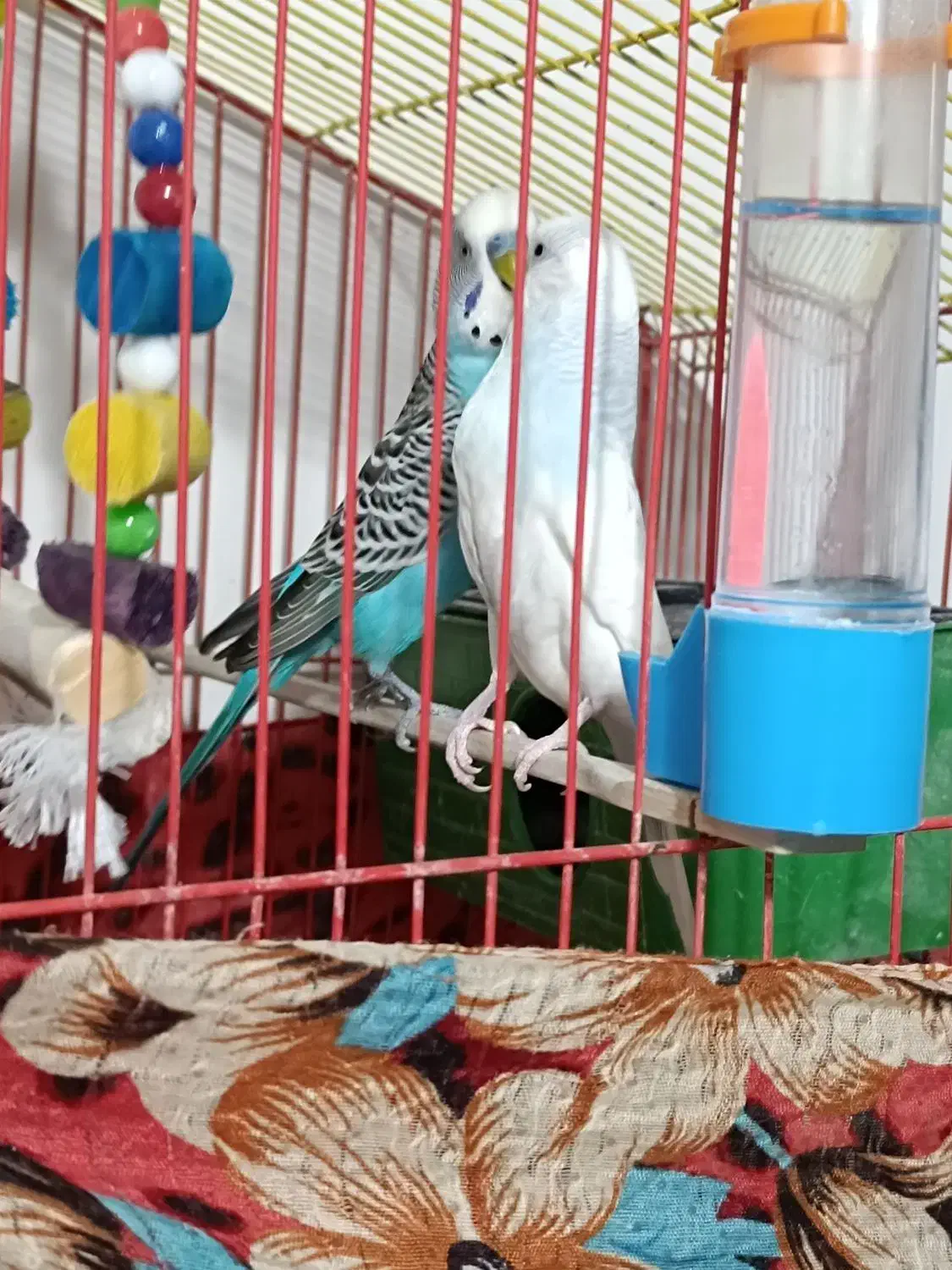 مرغ عشق|پرنده|سرپل ذهاب, |دیوار