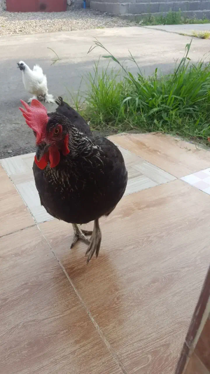 مرغ ابریشمی ومحلی|حیوانات مزرعه|رودسر, |دیوار