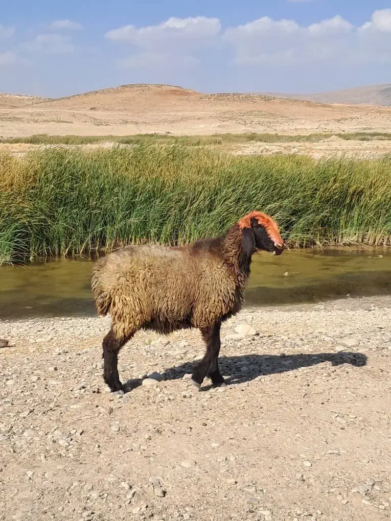 میش اصل ترکی|حیوانات مزرعه|شیراز, حومه شیراز|دیوار