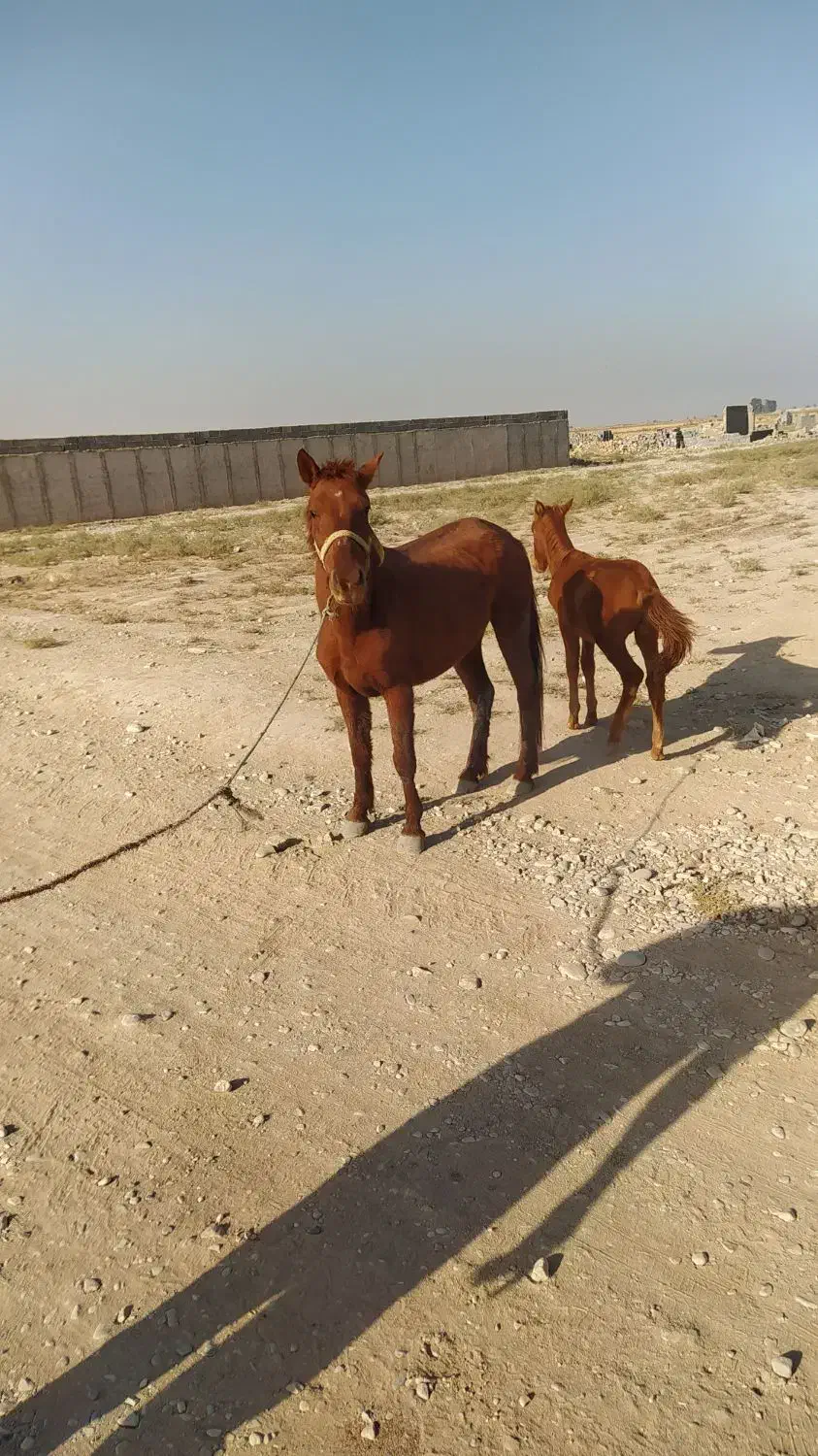 اسب و کره|اسب و تجهیزات اسب‌سواری|پیشوا, |دیوار