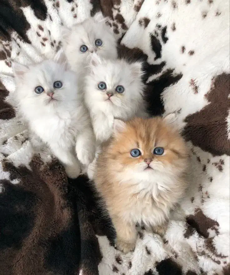 اسکاتیش فولد/گربه با  رنگ های خاص|گربه|تهران, امیریه|دیوار