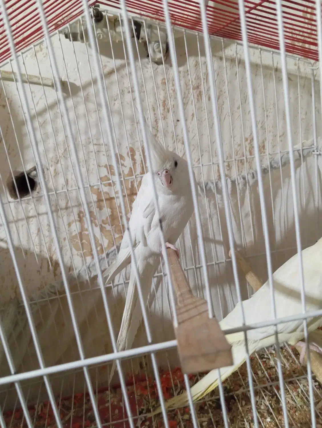 عروس هلندی آلبینو|پرنده|سیرجان, |دیوار