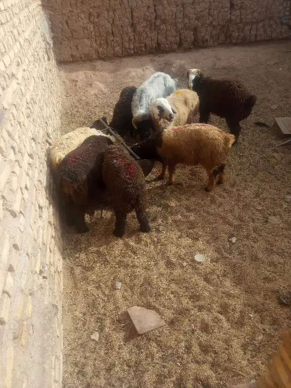 بره|حیوانات مزرعه|میبد, |دیوار
