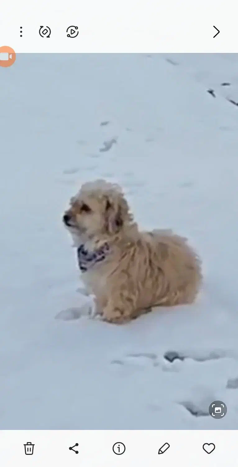 گمشده سگ|حیوانات|اصفهان, بهارستان|دیوار