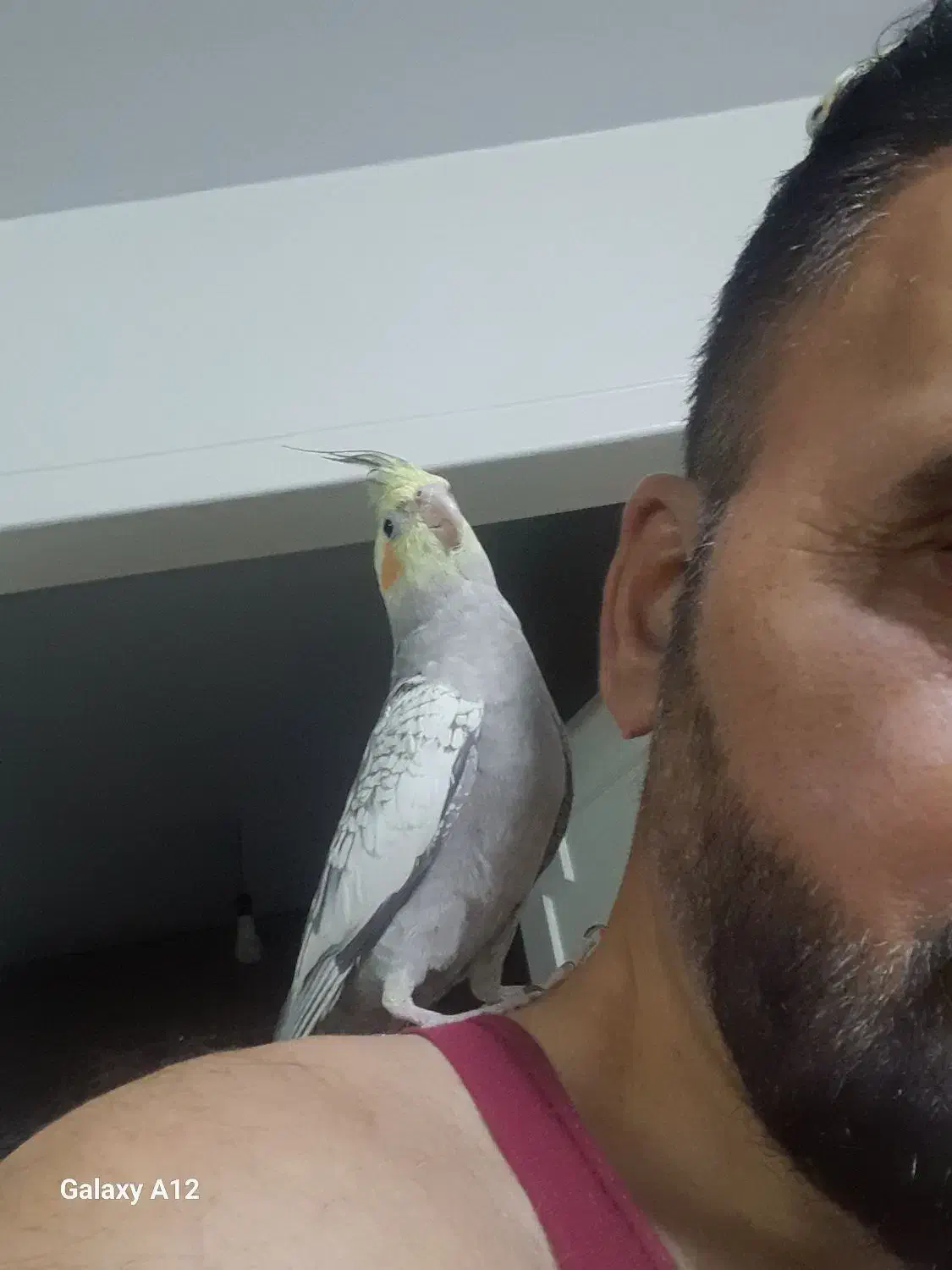 عروس هلندی|پرنده|تهران, خاک سفید|دیوار