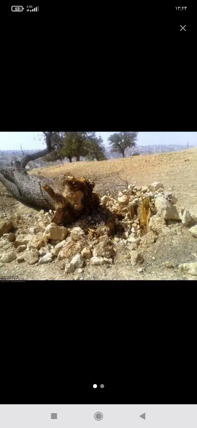 اره برقی قطع درخت  اس کریم|خدمات باغبانی و درختکاری|بهبهان, |دیوار