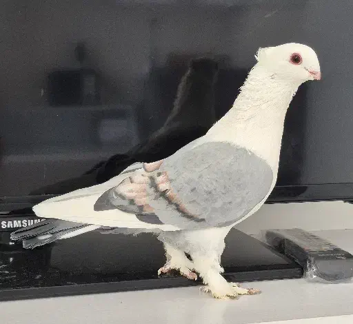 بلژیکی|پرنده|نظرآباد, شهرک بزرگمهر|دیوار