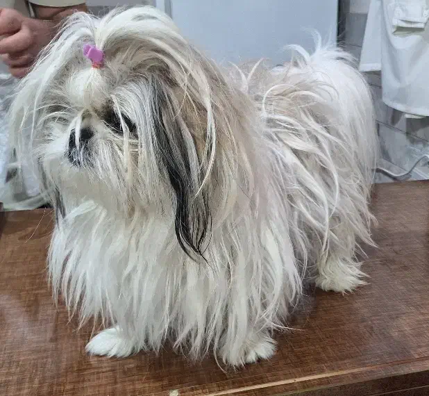 شیتزو اورجینال سوپر فلت|سگ|اردبیل, |دیوار