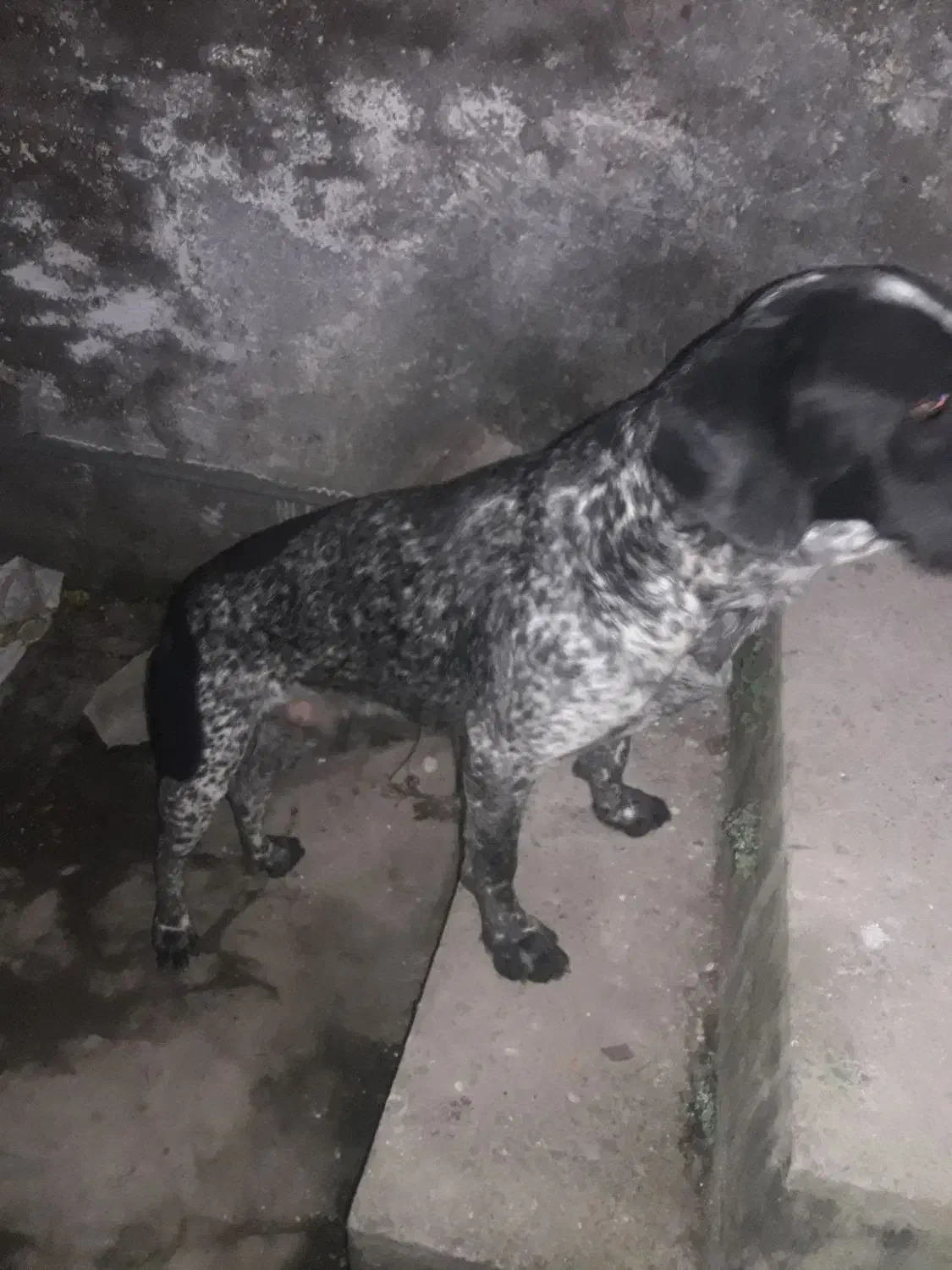 سگ شکاری|حیوانات|آمل, |دیوار