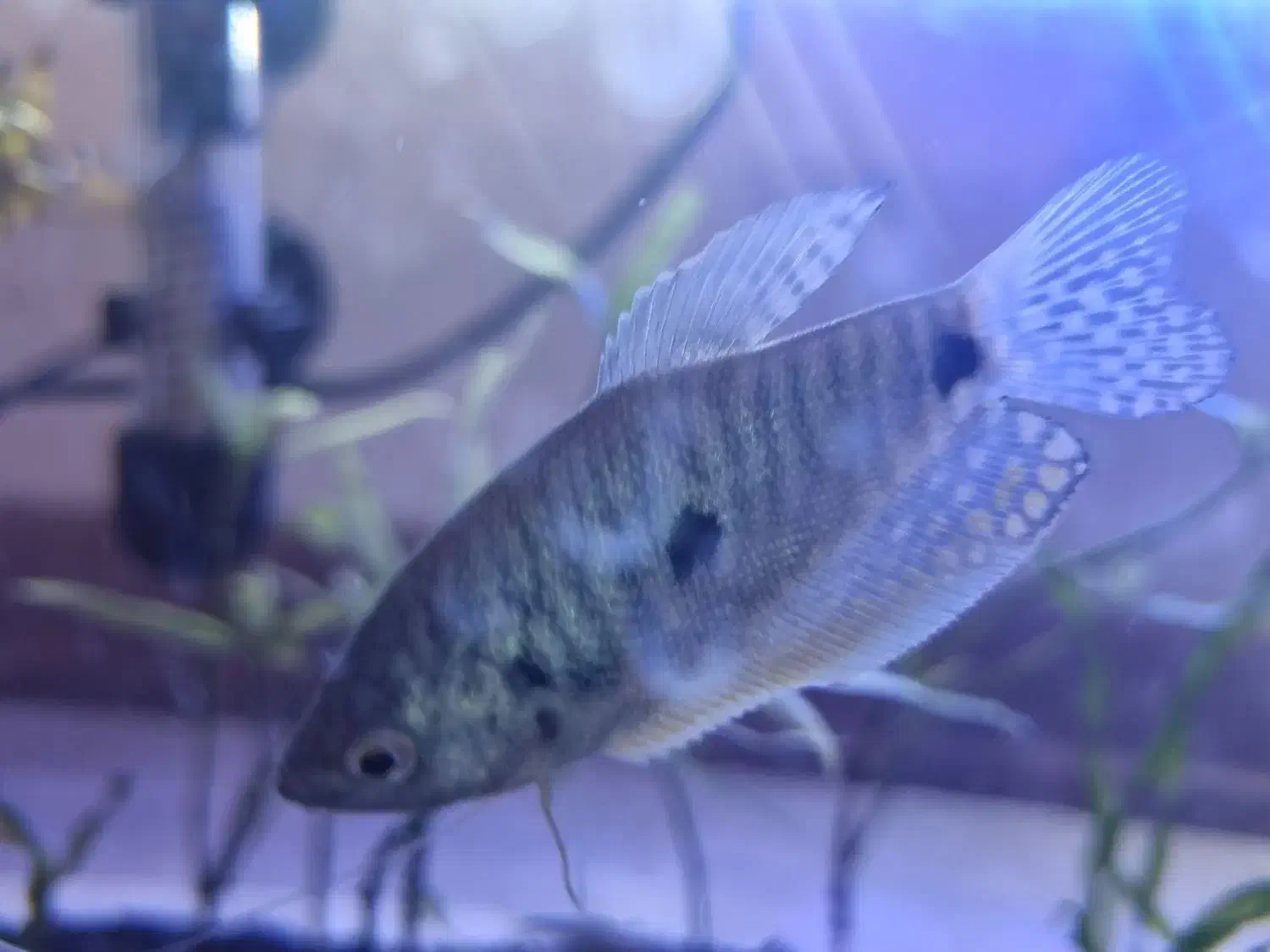 کت سیامی|ماهی|مشهد, نیروی هوایی|دیوار