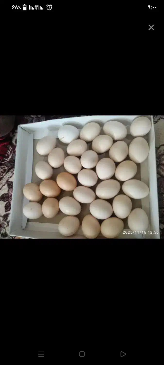 تخم مرغ نطفه دار دونه ای۱۵هزار|حیوانات مزرعه|زاهدان, |دیوار