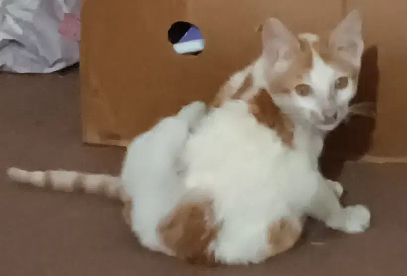 گربه برای واگذاری|گربه|کیاشهر, |دیوار