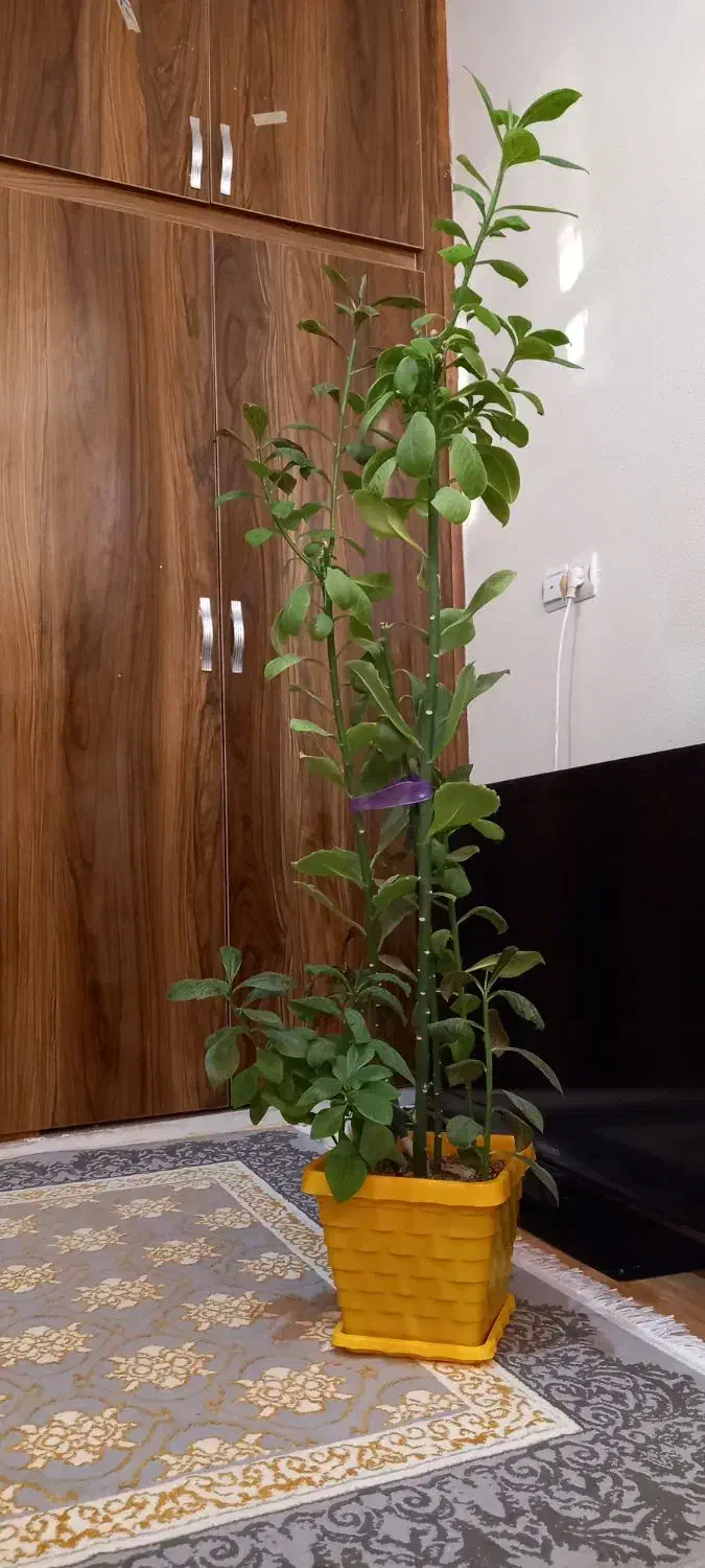 گل طبیعی|گل و گیاه طبیعی|شاهینشهر, گرگاب|دیوار