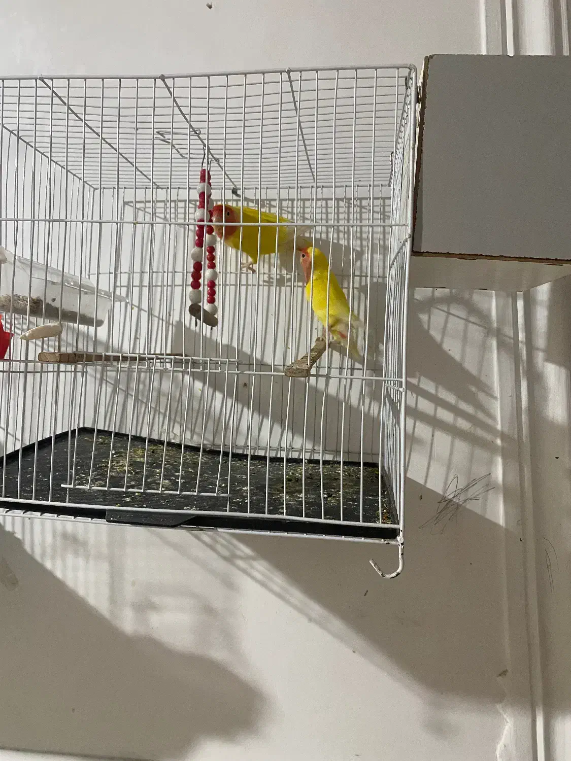 جفت کوتوله بالق|پرنده|زهک, |دیوار