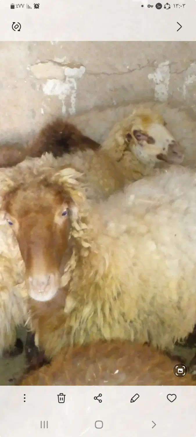 دو میش|حیوانات مزرعه|خورموج, |دیوار