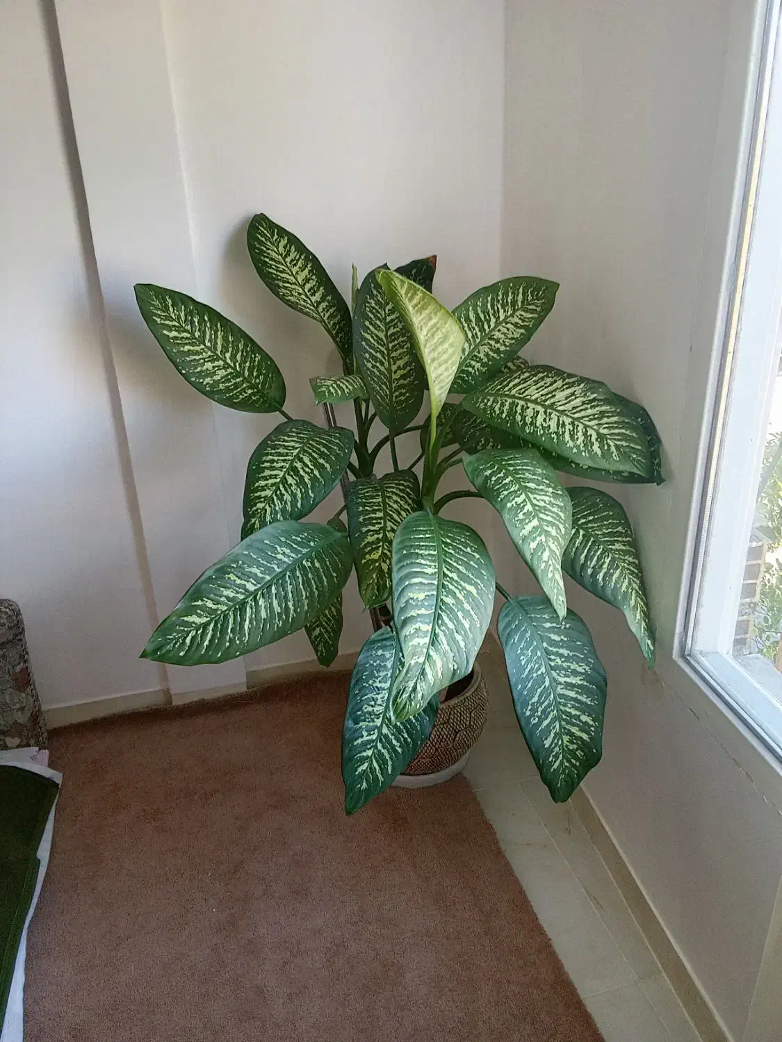 گل دیفن باخیا|گل و گیاه طبیعی|دره شهر, |دیوار