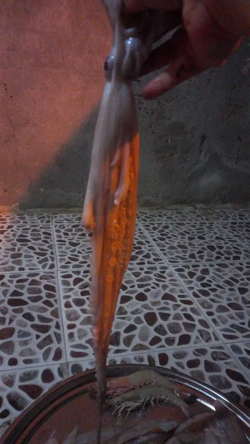 هشت پا|ماهی|آبادان, |دیوار