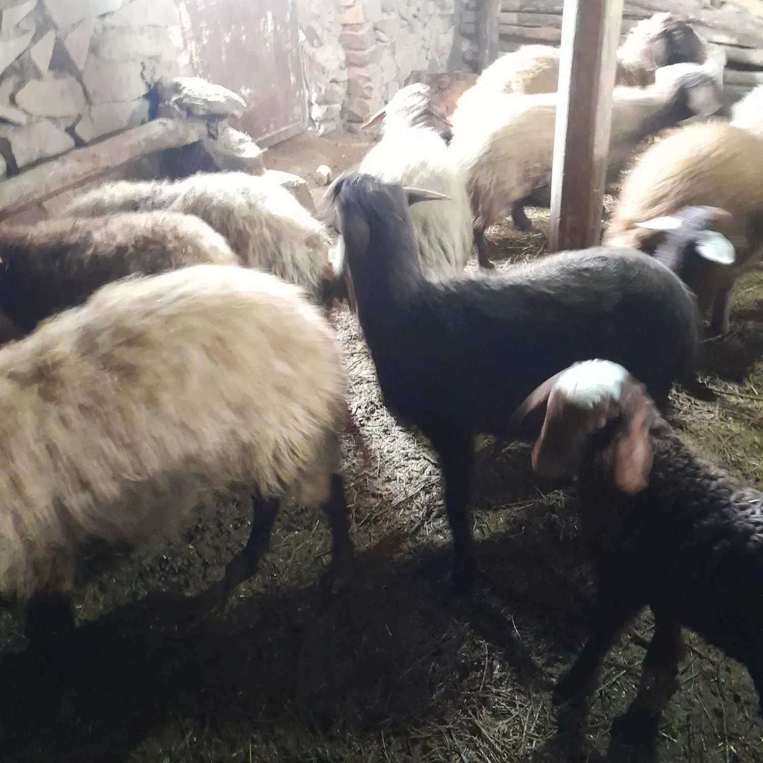 دوتامیش|حیوانات مزرعه|سرولایت, |دیوار