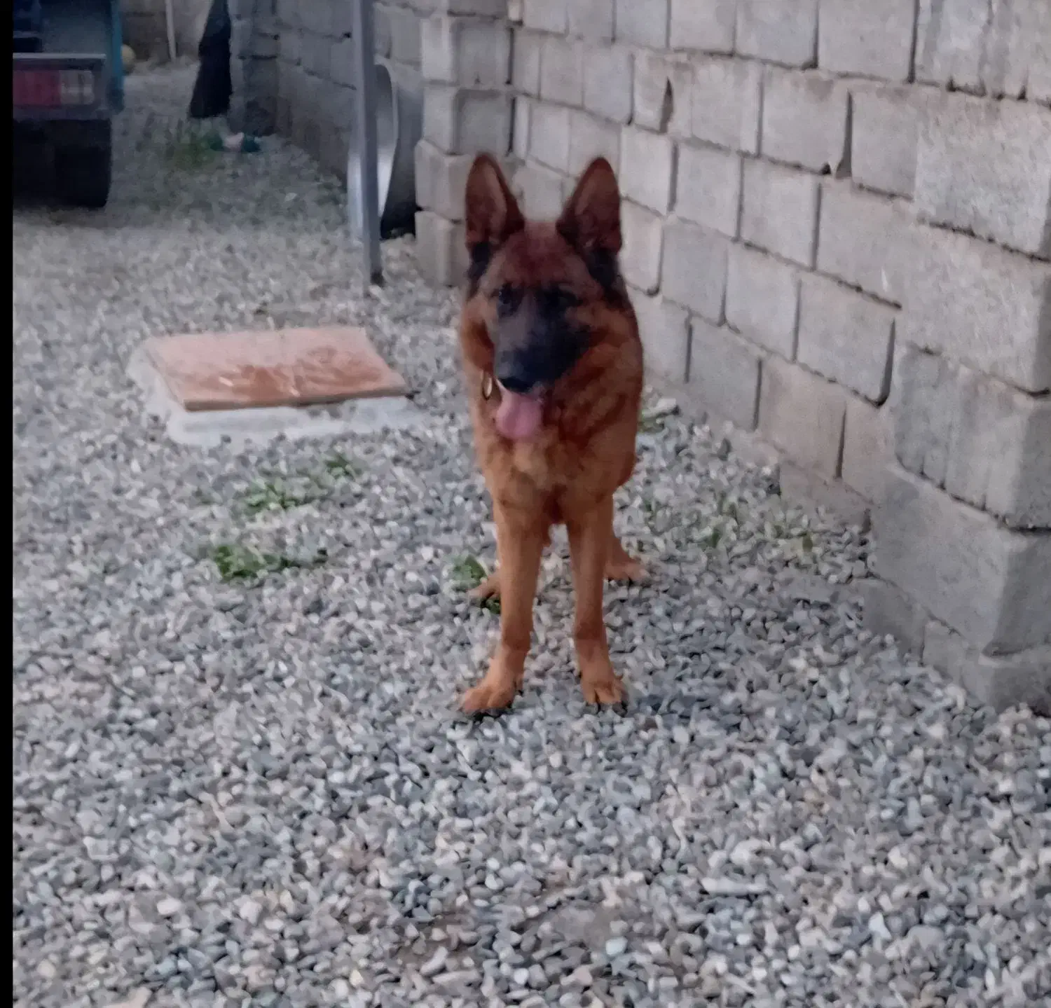 سگ ژرمن ماده دوساله قیمت پنج ملیون|سگ|هشتگرد, ایقربلاغ|دیوار