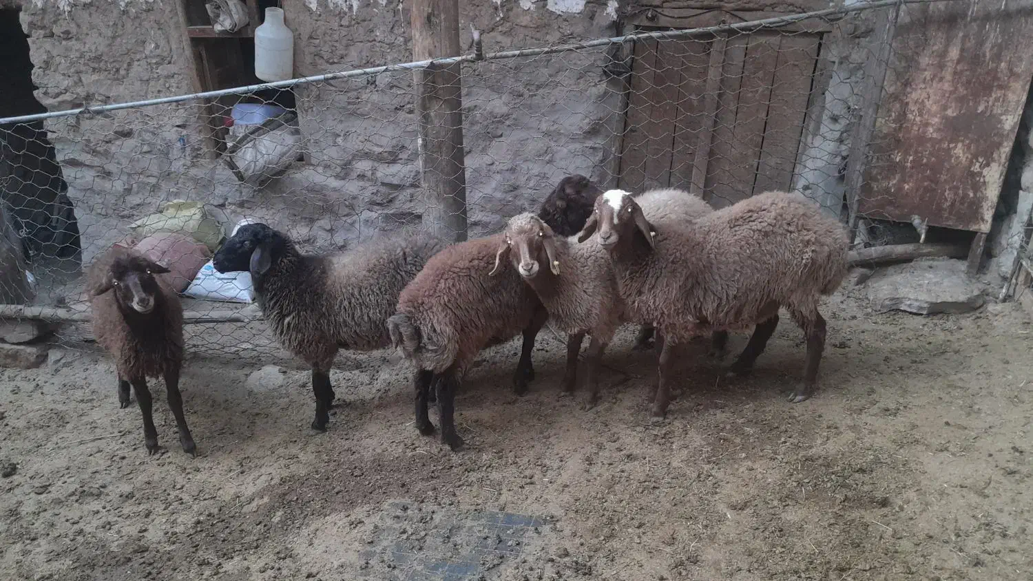 بره ماده همو و هترو|حیوانات مزرعه|بجنورد, |دیوار