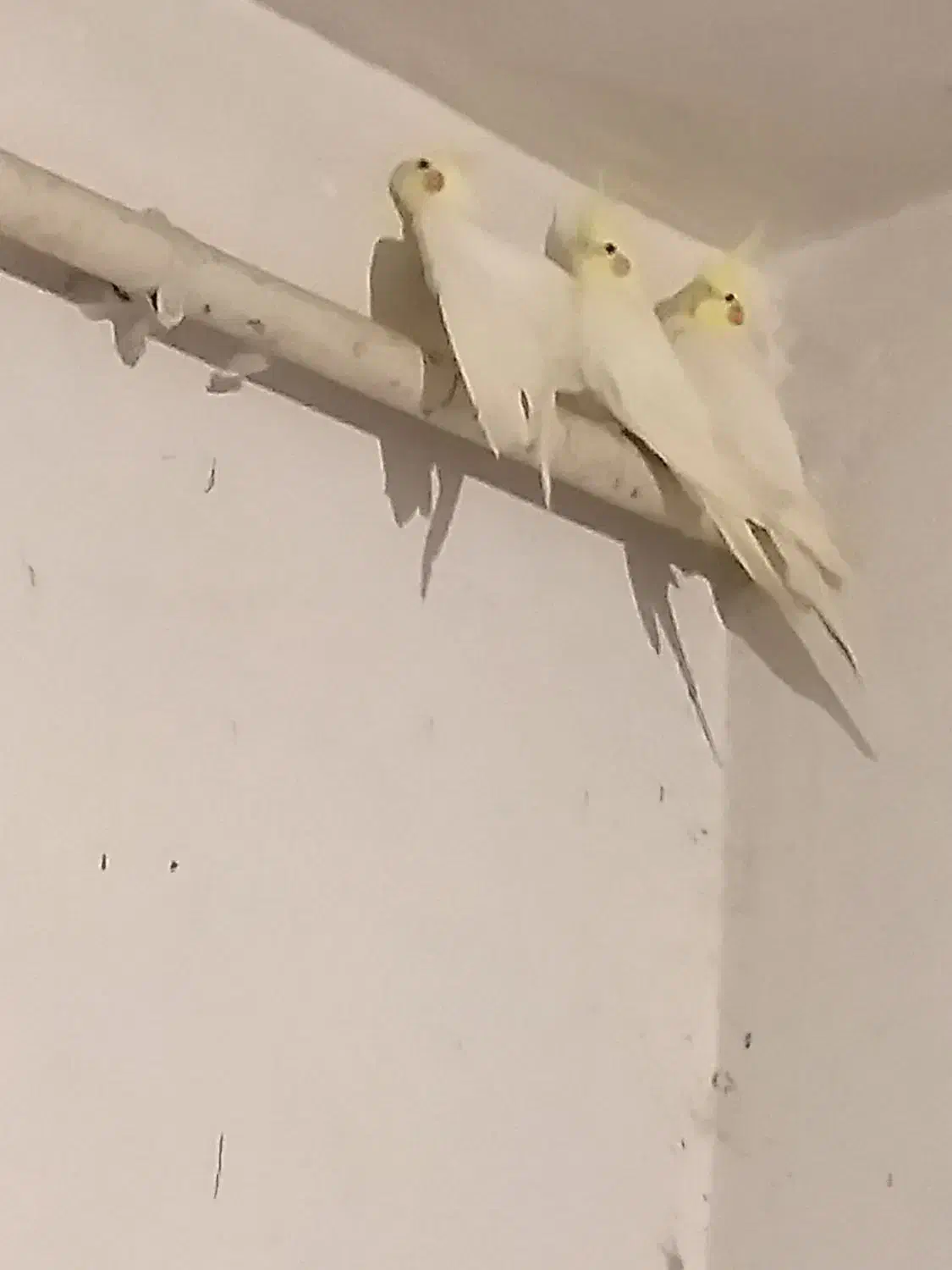 عروس هلندی مولد نر و ماده (سفید لوتینو)|پرنده|رشت, حمیدیان|دیوار