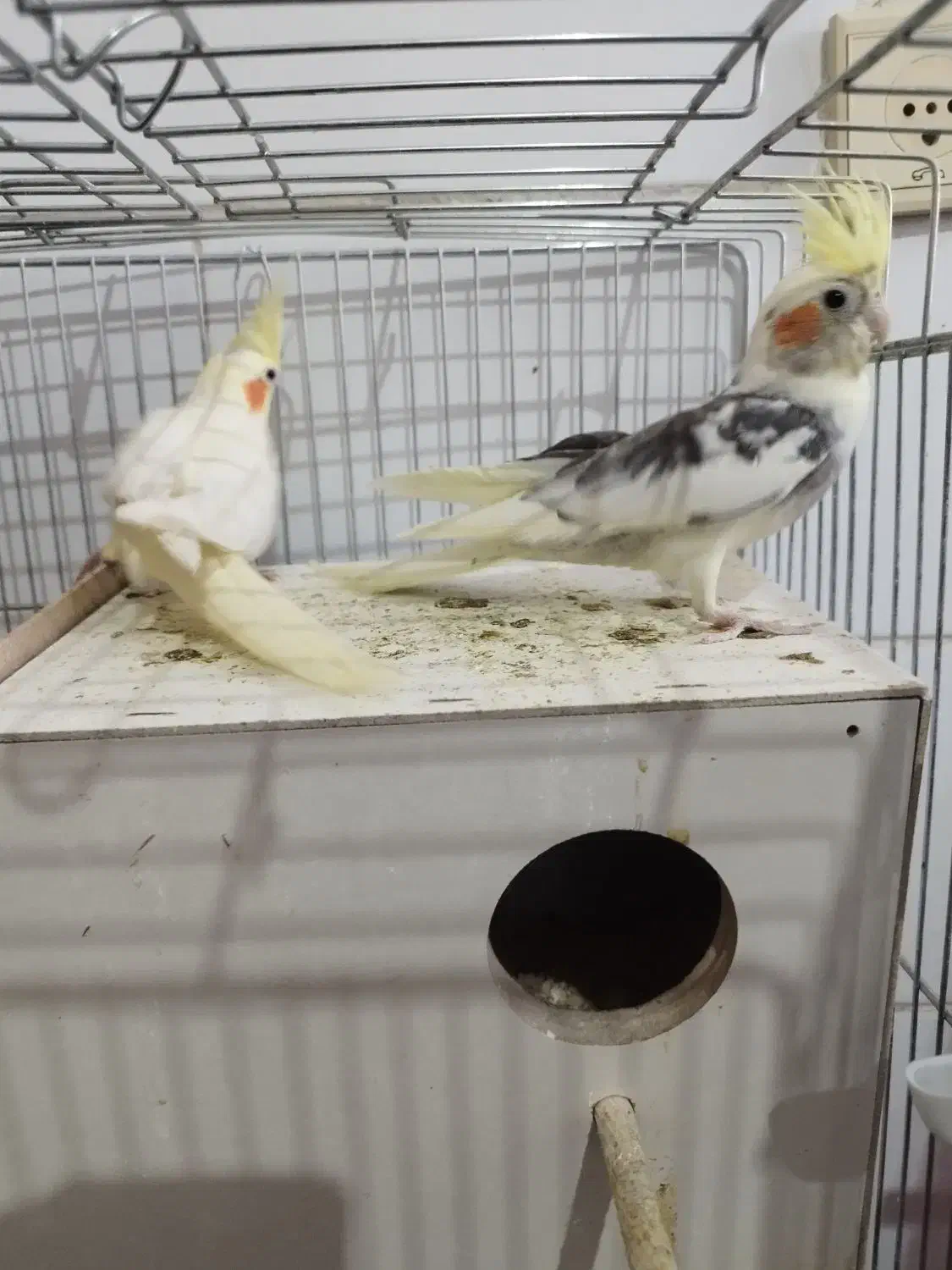 عروس هلندی به همراه جوجه|پرنده|بافت, |دیوار