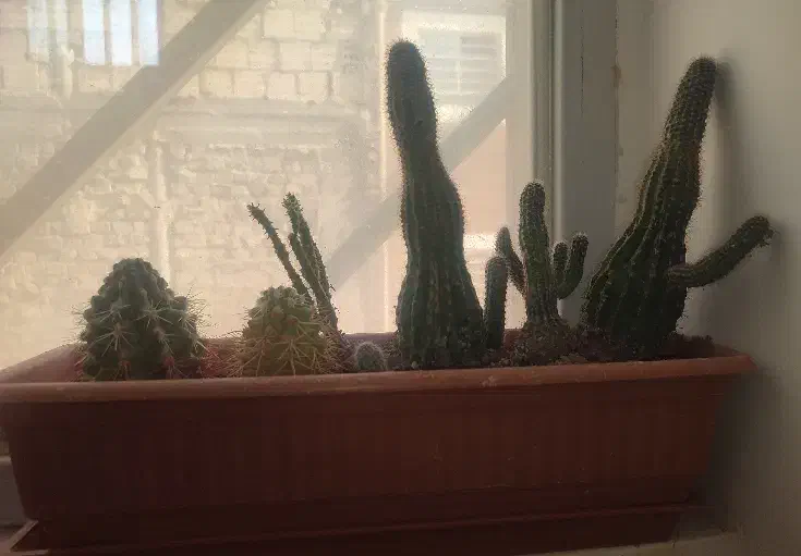 گل و گیاه قیمت مفت + اشانتیون، معاوضه یا فروش|گل و گیاه طبیعی|یزد, |دیوار