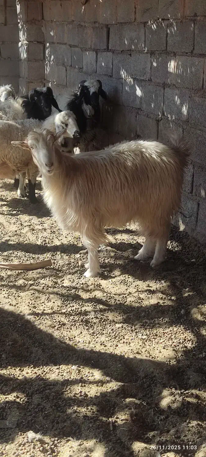 ۱۲۳|حیوانات مزرعه|بم, |دیوار