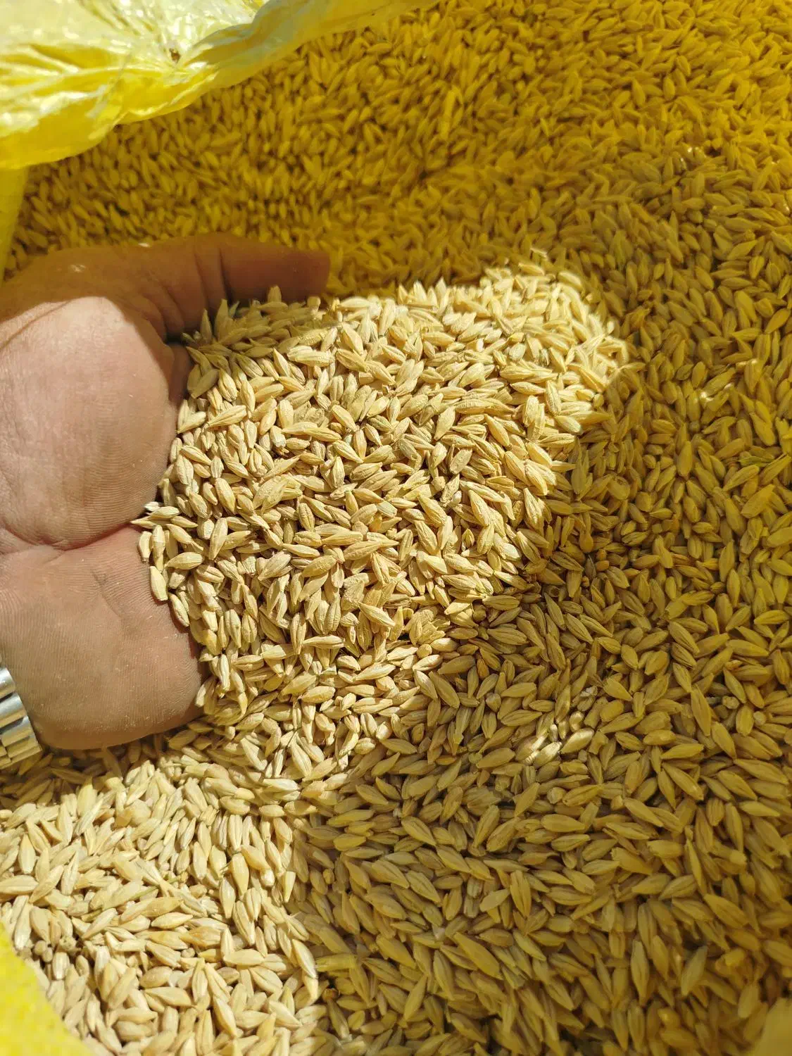 جو آبی|خدمات باغبانی و درختکاری|سنقر, |دیوار