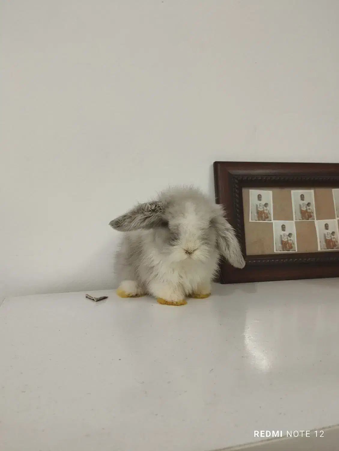 بچه خرگوش لوپ اصل|موش و خرگوش|تربت جام, حافظ|دیوار