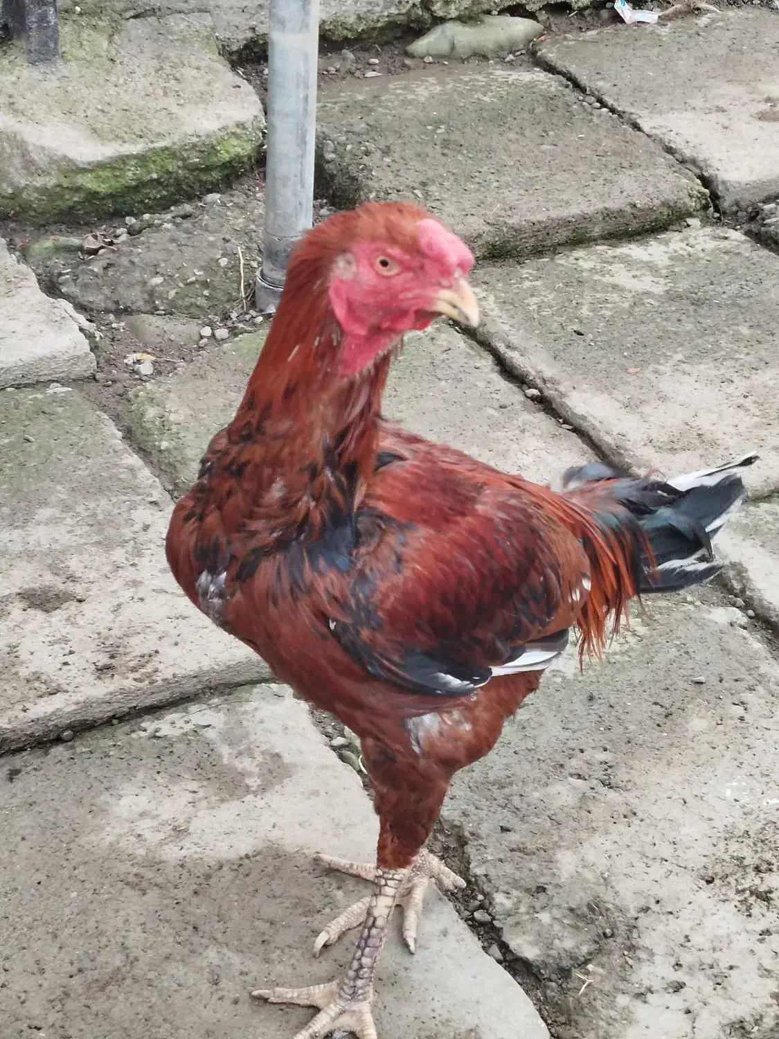 بوقلمون طبیعی و ارگانیک|حیوانات مزرعه|چهاردانگه (آذربایجان), |دیوار