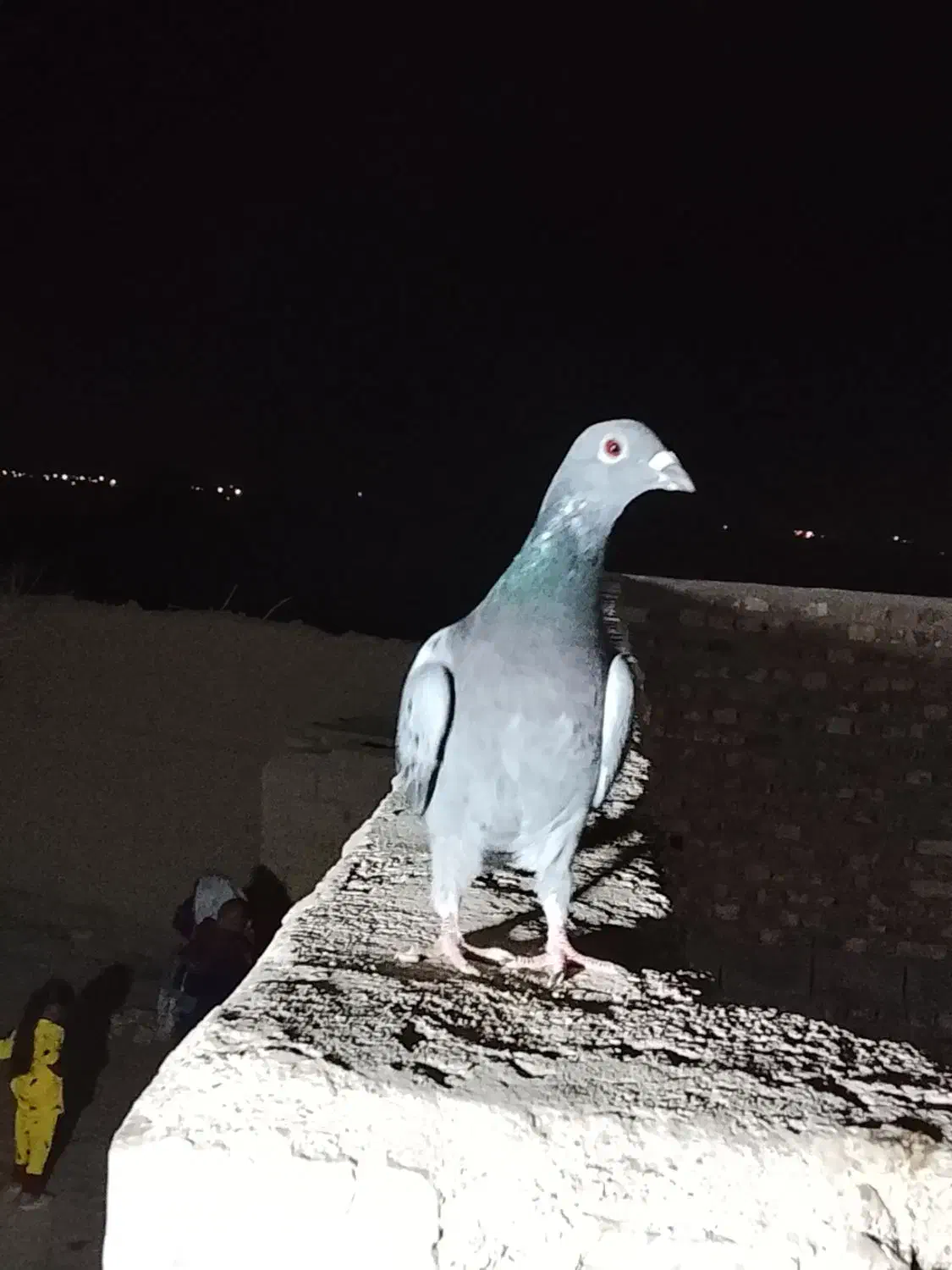 کفتر گمشده|پرنده|کرباسک, |دیوار