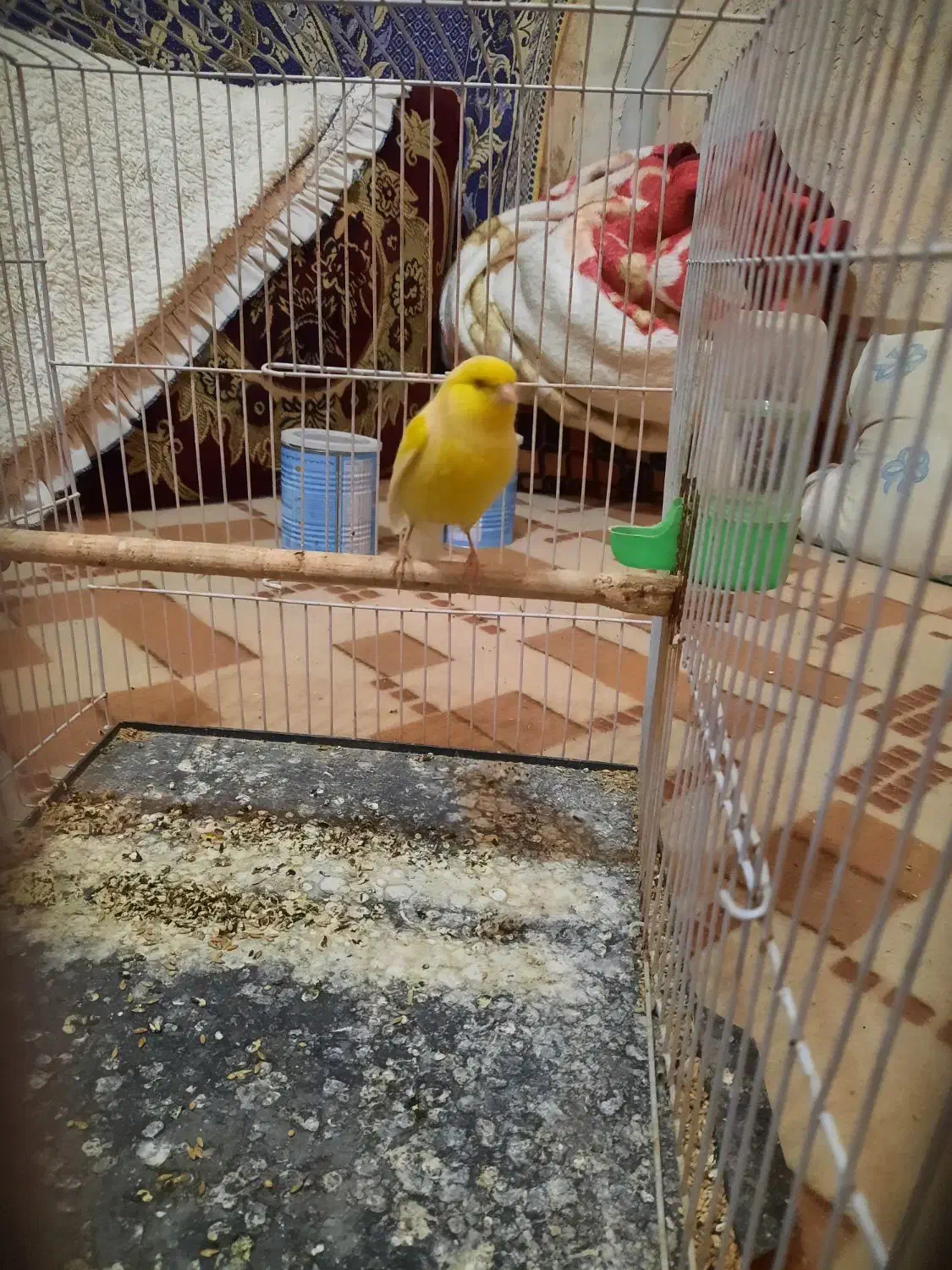 قناری نر مست خون|پرنده|مشهد, رده|دیوار