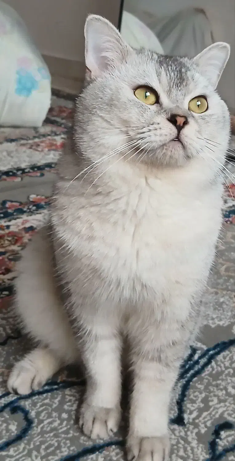 گربه گمشده|حیوانات|رشت, پاره بیجار|دیوار