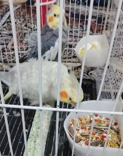 پرنده  عروس هلندی مولد|پرنده|ساوه, |دیوار