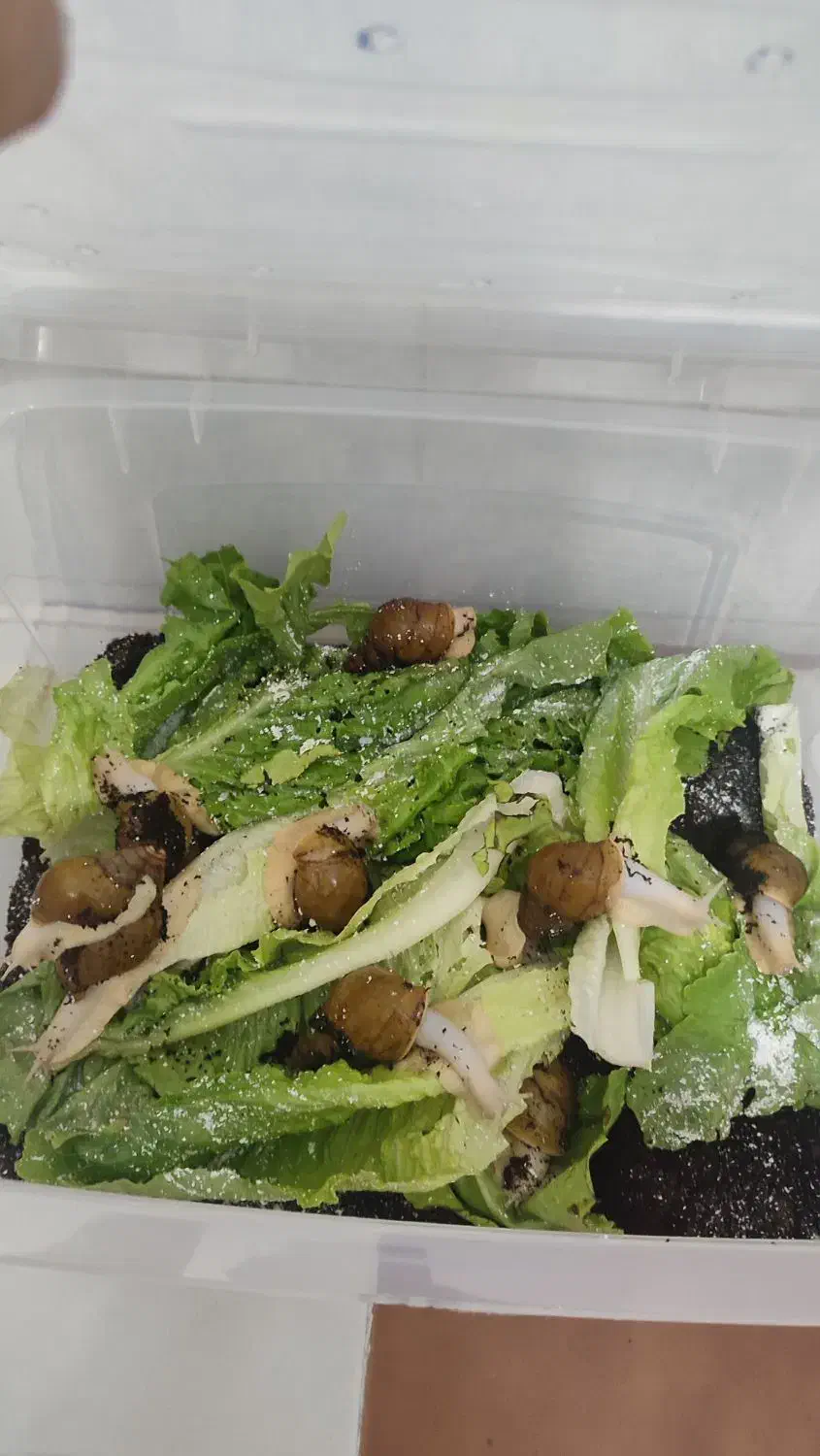 حلزون آلبینو آچاتیا|خزنده|تبریز, |دیوار