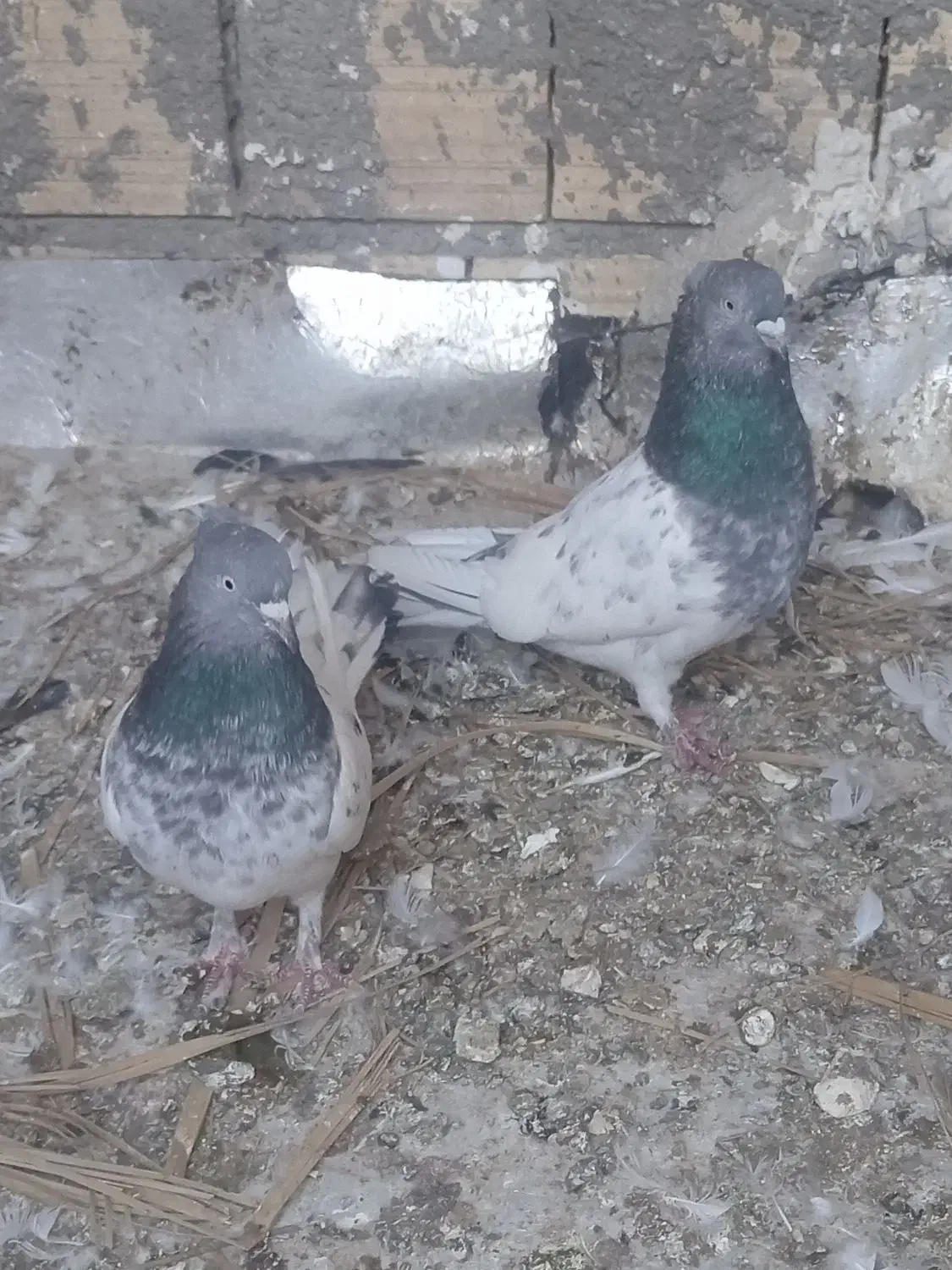 کفتر|پرنده|بم, |دیوار