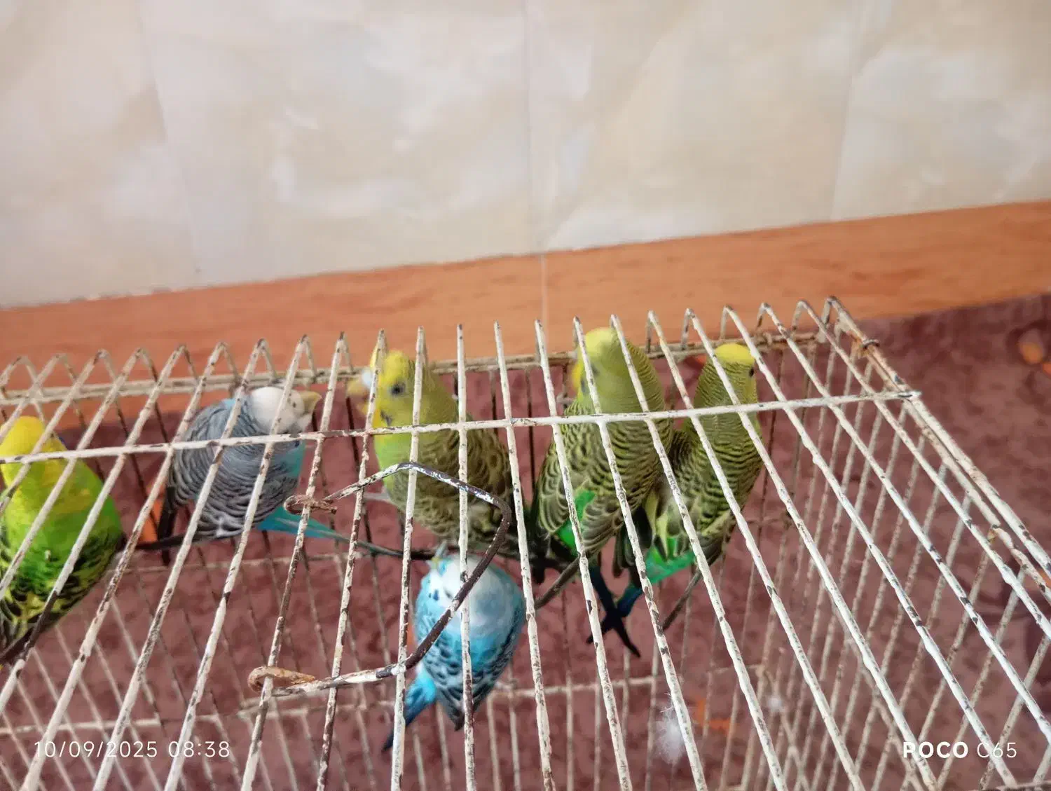 پرنده|پرنده|ملکان, |دیوار