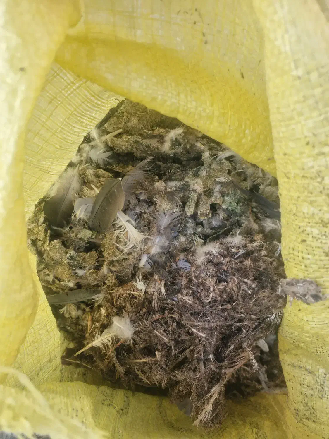 فروش کود کبوتر|گل و گیاه طبیعی|جهرم, |دیوار