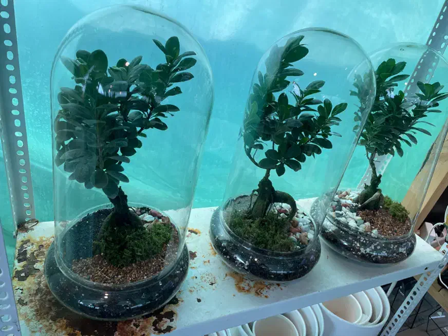 تراریم بنسای|گل و گیاه طبیعی|شیراز, قصرالدشت|دیوار