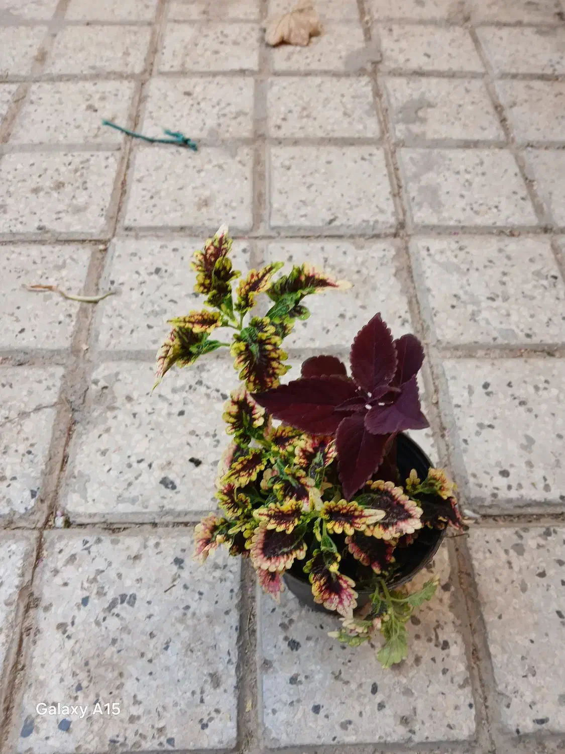 گل پاندانوس بسیار زیبا|گل و گیاه طبیعی|بوژگان, |دیوار