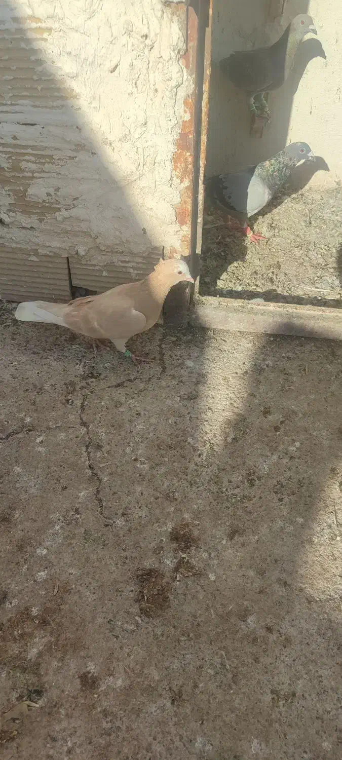 چهار عدد حیون|پرنده|مه ولات, |دیوار