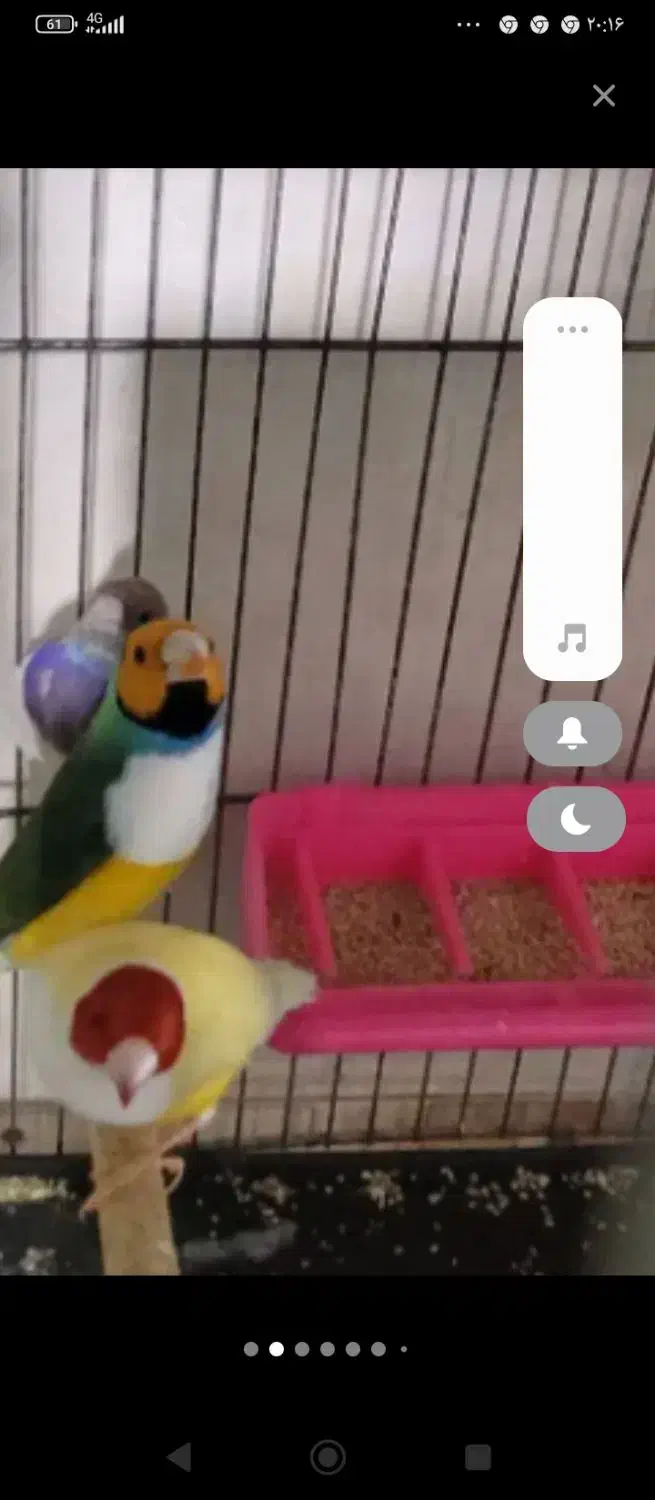 واگذاری فنچ گلدین|پرنده|نرماشیر, |دیوار