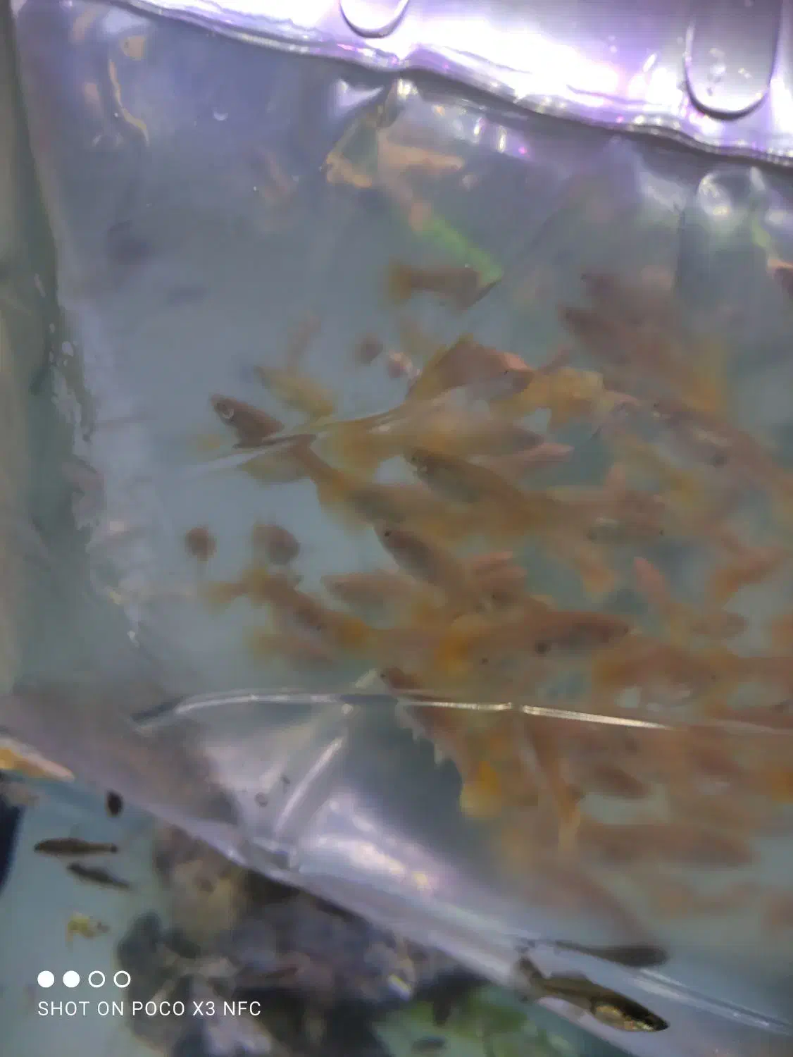 ماهی و آکواریوم|ماهی|ارومیه, |دیوار