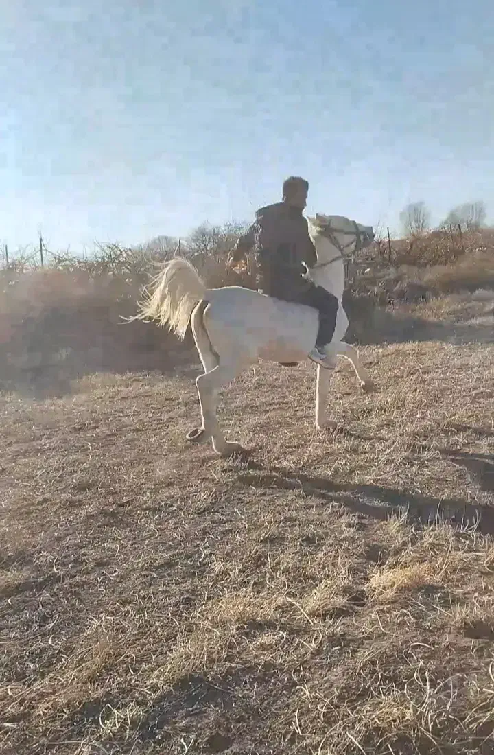 اسب سواری 8سال|اسب و تجهیزات اسب‌سواری|مشگین شهر, |دیوار