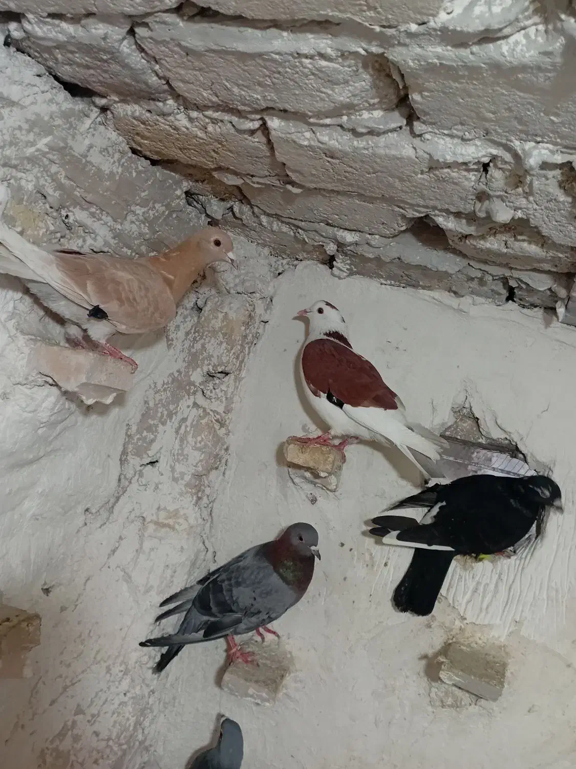 کبوتر صید|پرنده|مشهد, نیزه|دیوار